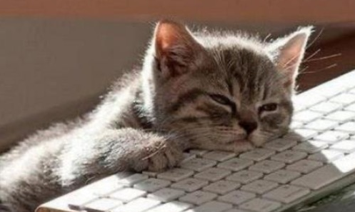 A kitten sleeping on a keyboard just me like for real